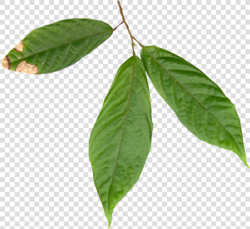 Hoja Del Arbol Del Cacao  HD Png DownloadTransparent PNG