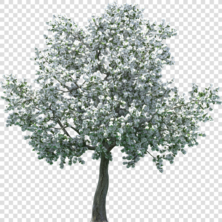 Realistic Blossom Tree Png Clip Art   Transparent Apple Blossom Tree  Png DownloadTransparent PNG