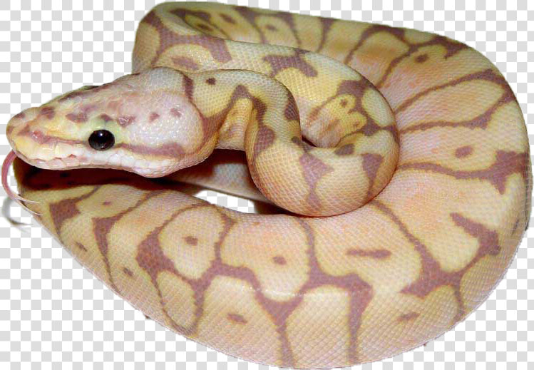 Burmese Python  HD Png DownloadTransparent PNG