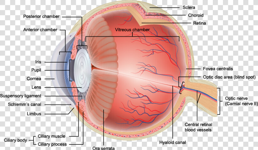 Transparent Eye Veins Png   Layers Of Eye Anatomy  Png DownloadTransparent PNG