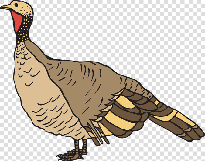 Clipart Turkey Cute   Wild Turkey Clipart  HD Png DownloadTransparent PNG