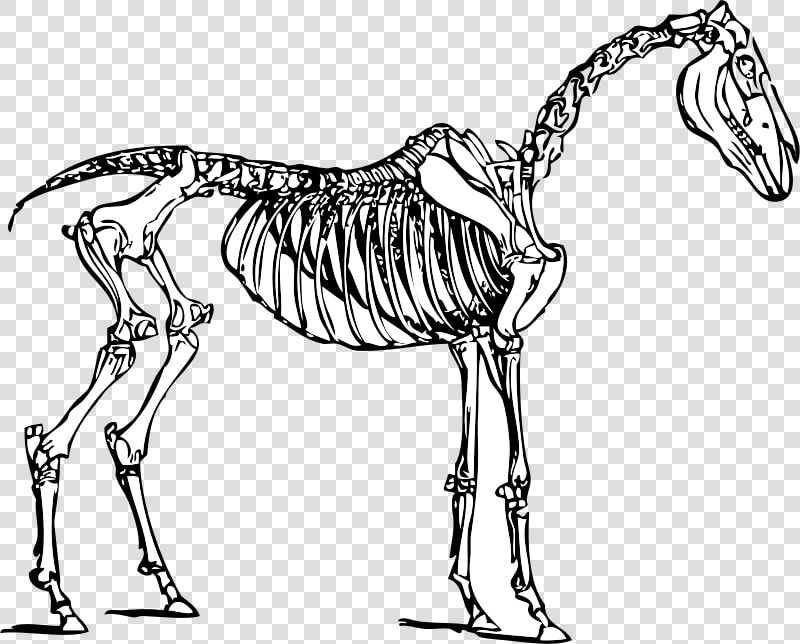 Three Skeletons Cliparts   Horse Skeleton Clipart  HD Png DownloadTransparent PNG