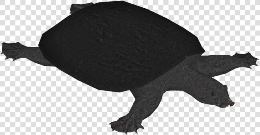 Black Softshell Turtle   Common Snapping Turtle  HD Png DownloadTransparent PNG