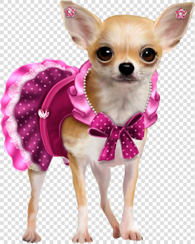 Chihuahua Png  Transparent PngTransparent PNG