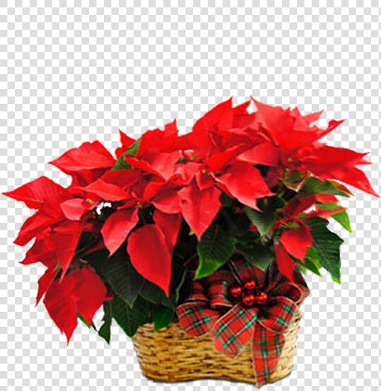 Poinsettia  HD Png DownloadTransparent PNG