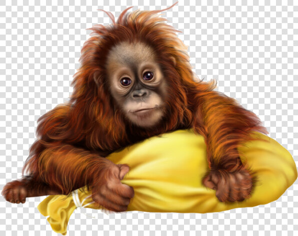 Orangutan Png Free Download   Orangutan Clipart Png  Transparent PngTransparent PNG