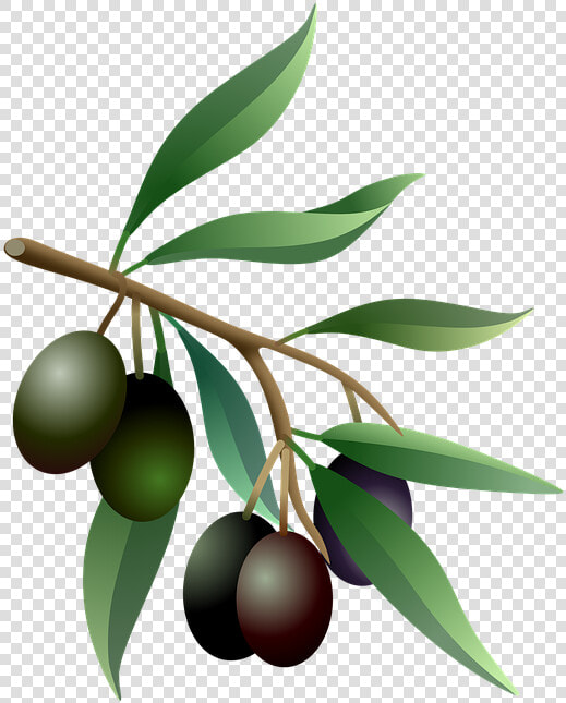 Olives  Oil  Fruits  Olive Tree  Branch  Nature  Plants   Olive Tree Branch Png  Transparent PngTransparent PNG