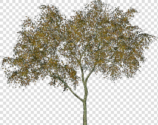 Alnus Glutinosa   Alder Tree Transparent Png  Png DownloadTransparent PNG