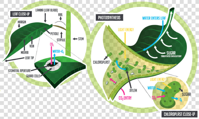 Physiology Of The Leaf  HD Png DownloadTransparent PNG