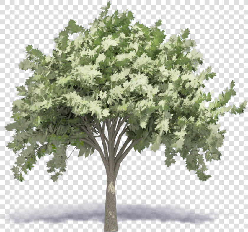 Elm Tree   Axonometric Tree Png  Transparent PngTransparent PNG