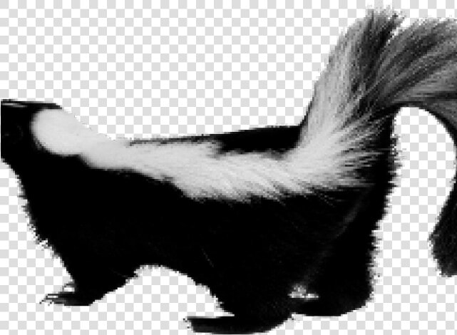 Skunk Png Transparent Images   Skunk Png  Png DownloadTransparent PNG