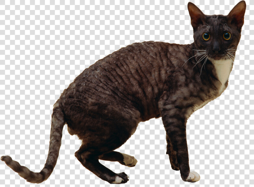 Cat Png   Cornish Rex  Transparent PngTransparent PNG