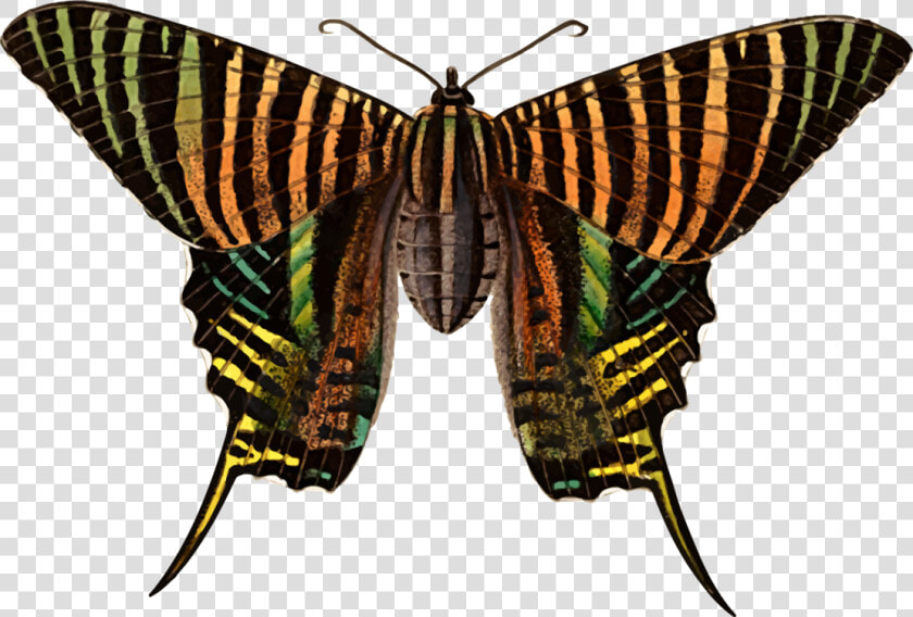 Monarch Butterfly Moth Brush Footed Butterflies Urania   Polilla Urania  HD Png DownloadTransparent PNG