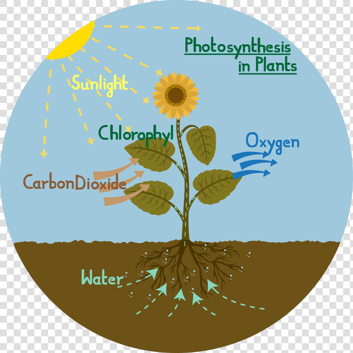 Photosynthesis Diagram Of A Plant  HD Png DownloadTransparent PNG