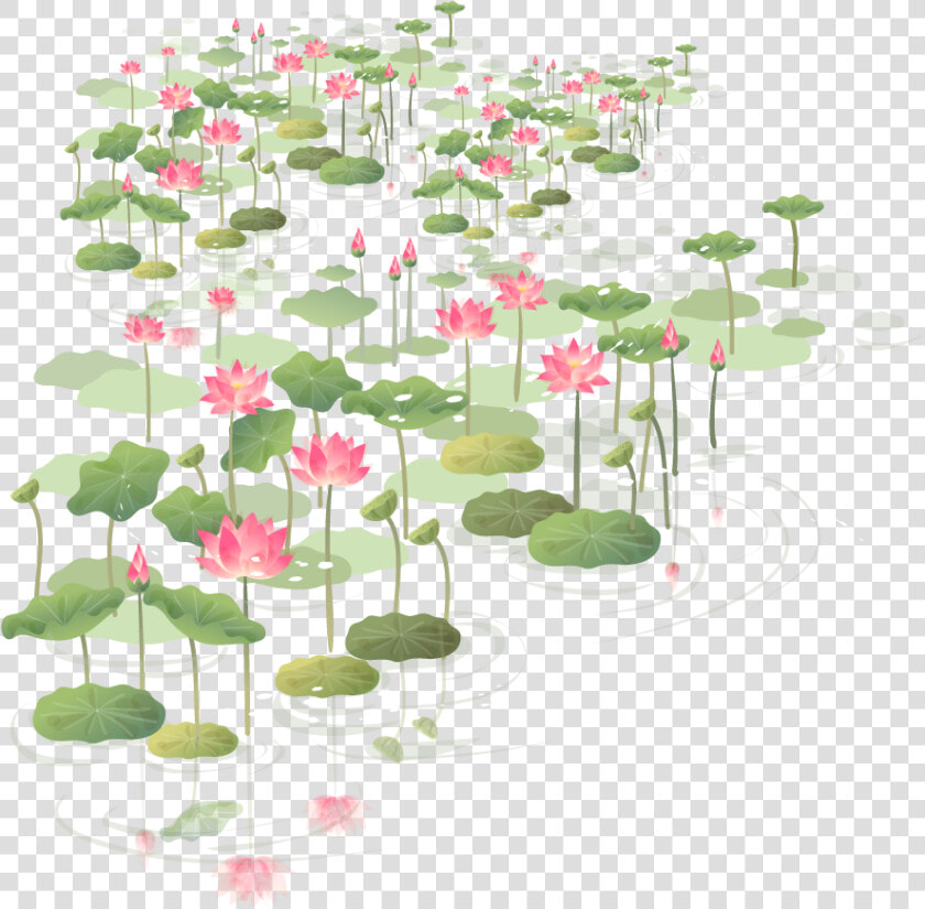 Hawthorn Euclidean Vector China Flower Wind Clipart   Shapla Flower Png  Transparent PngTransparent PNG