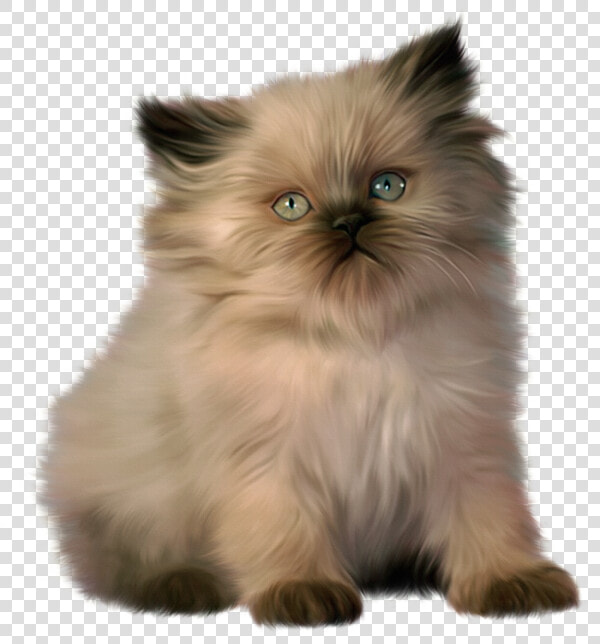 Chat Png Page   Ragdoll Himalayan Persian Cat  Transparent PngTransparent PNG