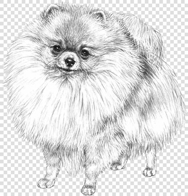 White Pomeranian On Transparent Background  HD Png DownloadTransparent PNG