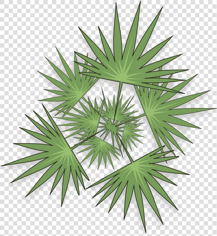 Saw Palmetto  HD Png DownloadTransparent PNG