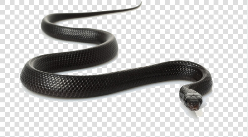 Snakes In Madhya Pradesh  HD Png DownloadTransparent PNG