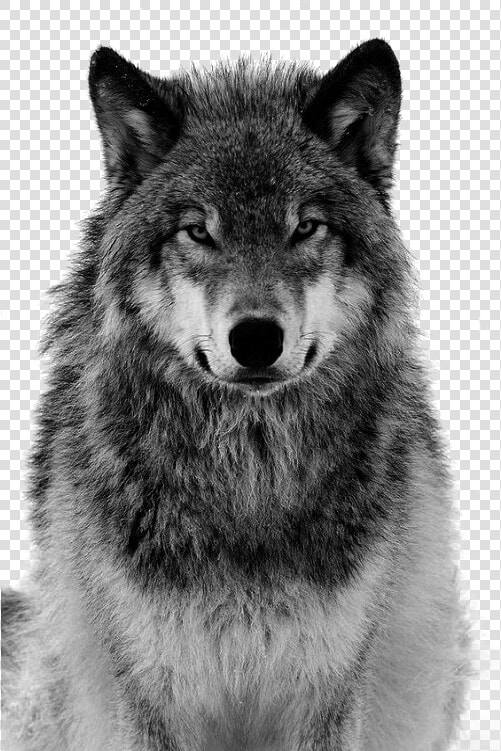 Pull Canidae Arctic Material Dog Grey Tiger Clipart   Black And White Wolf Face  HD Png DownloadTransparent PNG