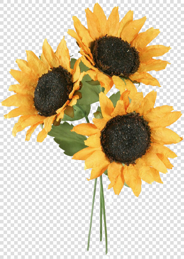 Sunflower Png Free Background   Sunflower  Transparent PngTransparent PNG