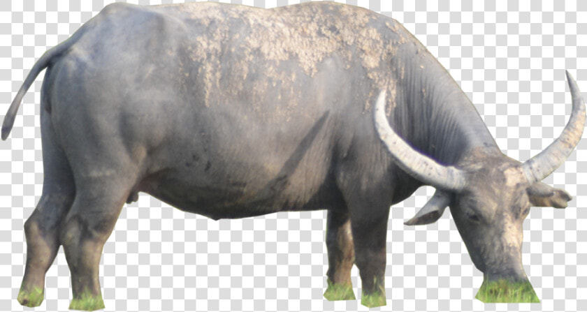 Download Buffalo Png   Water Buffalo Png  Transparent PngTransparent PNG