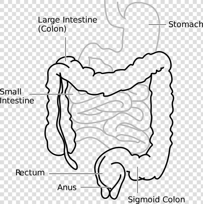 Large Intestine And Small Intestine Diagram  HD Png DownloadTransparent PNG