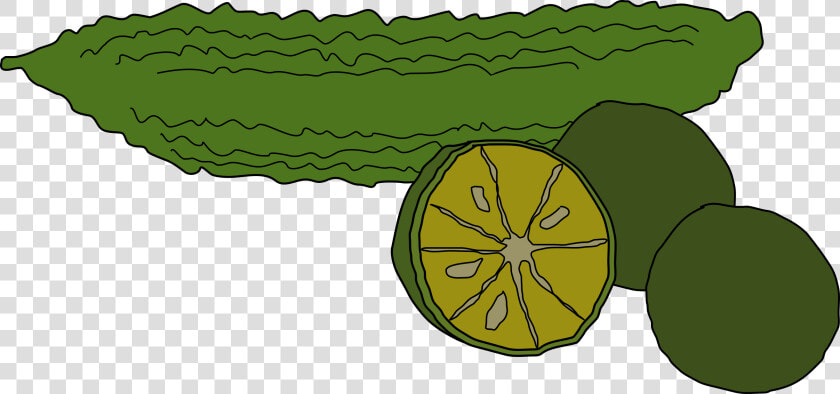 Bitter Gourd Clipart Png  Transparent PngTransparent PNG