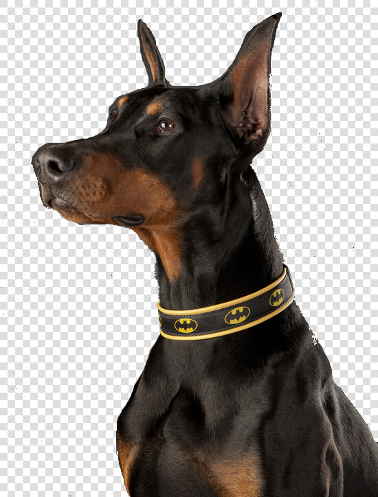 Doberman Transparent   Png Download   Doberman Transparent  Png DownloadTransparent PNG