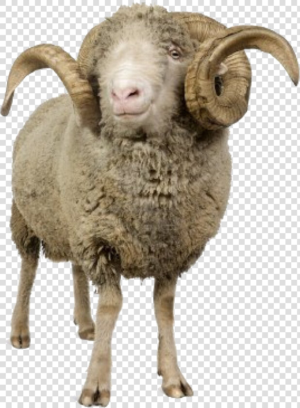 Sheep Png Image   Horn Sheep Png  Transparent PngTransparent PNG