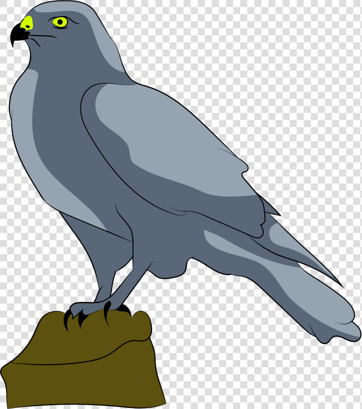 Perched Falcon Clip Arts   Falcon Clipart Gif  HD Png DownloadTransparent PNG