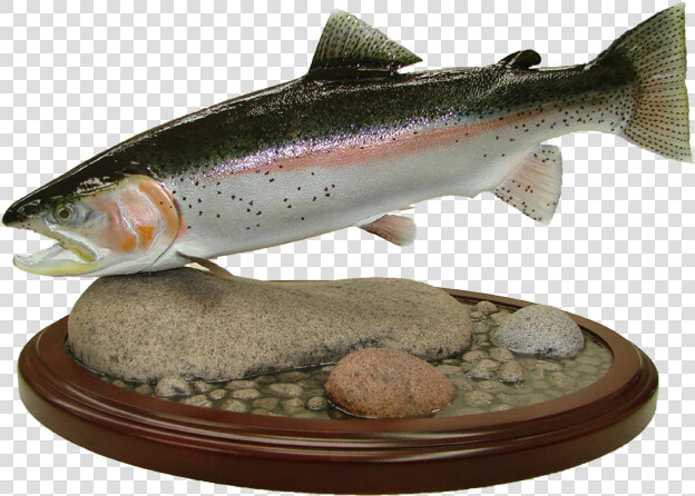 Rainbow Trout Mount   Coastal Cutthroat Trout  HD Png DownloadTransparent PNG