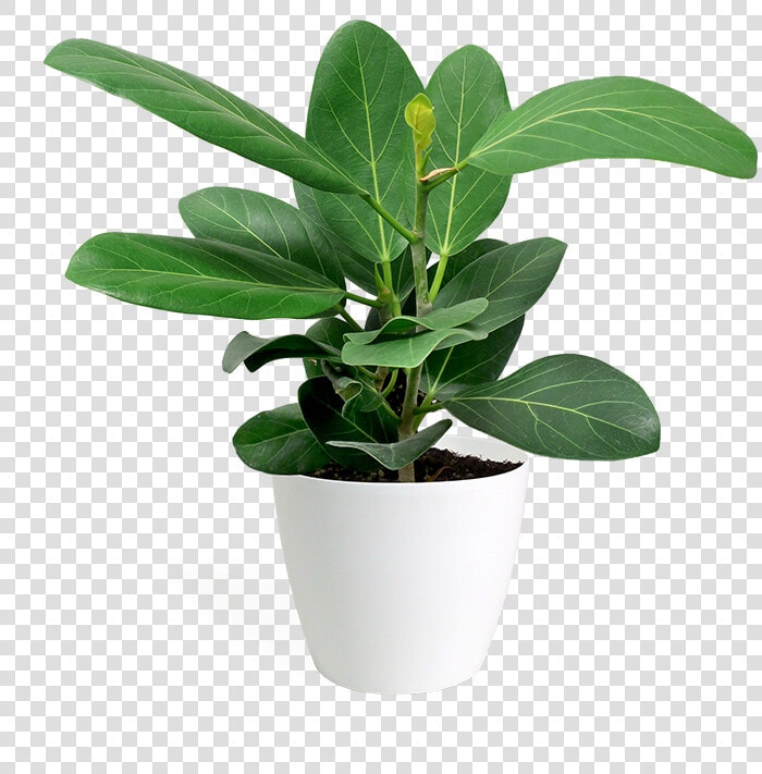 Flowerpot  HD Png DownloadTransparent PNG