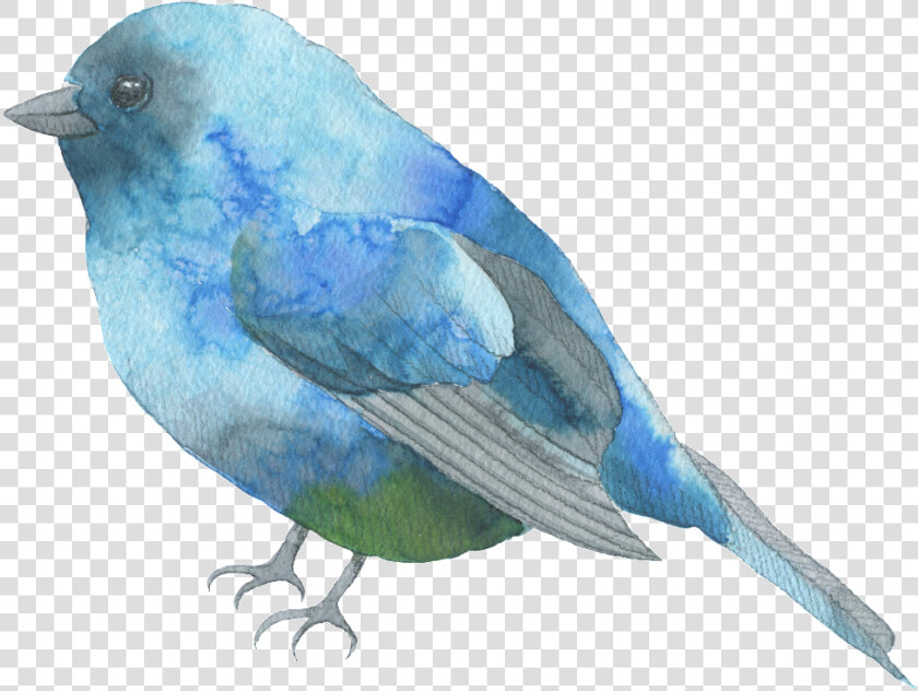 Blue Feather Bird Watercolor Transparent Decorative   Watercolor Bird Transparent Background  HD Png DownloadTransparent PNG