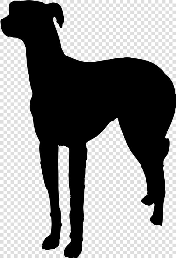 Italian Greyhound Pet Sitting Dog Walking Dog Breed   Rampur Greyhound  HD Png DownloadTransparent PNG