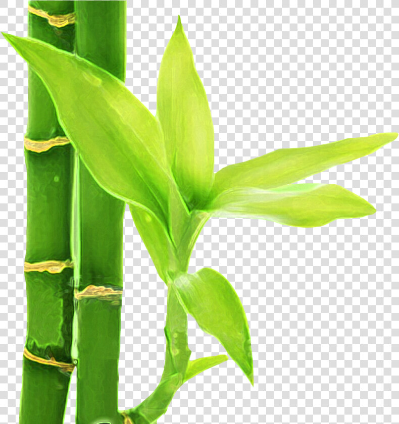 Flor De Bambu Png   Png Download   Flor De Bambu Png  Transparent PngTransparent PNG