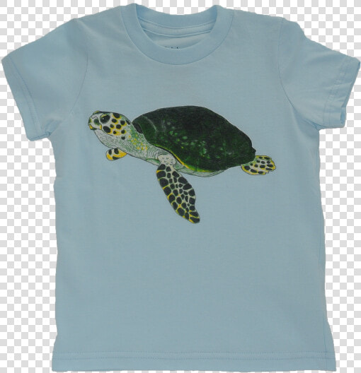 Kemp  39 s Ridley Sea Turtle  HD Png DownloadTransparent PNG