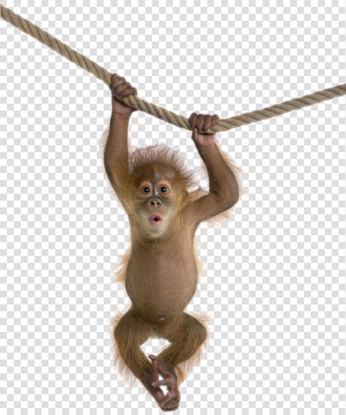 Monkey Free Download Png   Monkey Png Transparent  Png DownloadTransparent PNG