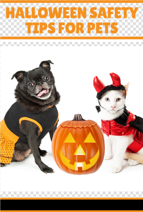 Dog Cat Safety Halloween   Halloween Perros Y Gatos  HD Png DownloadTransparent PNG