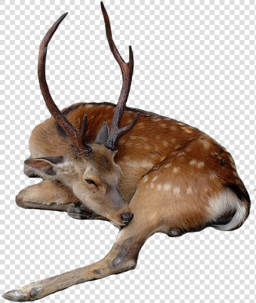  deer  fallowdeer  buck  stag  sleeping  wildlife  animal   Roe Deer  HD Png DownloadTransparent PNG