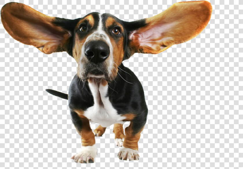 Cute Small Dog With Flying Ears Png Image   Basset Hound Ears  Transparent PngTransparent PNG