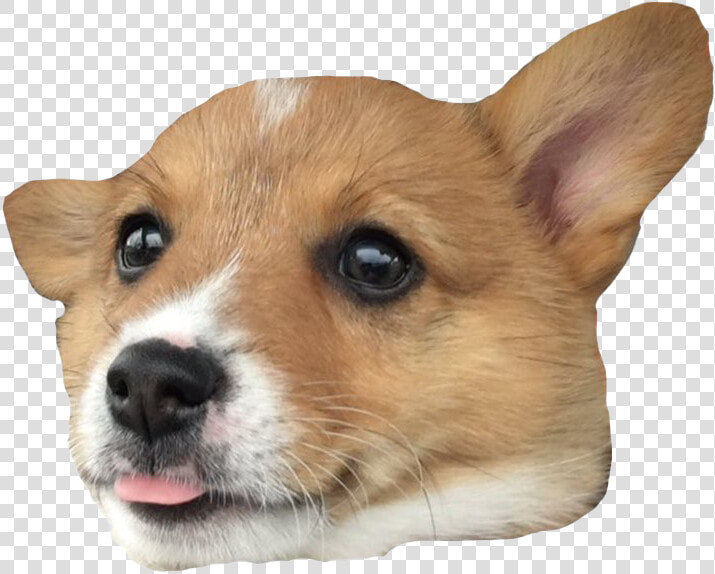 Pembroke Welsh Corgi Cardigan Welsh Corgi Actor Corgi chihuahua   Corgi Png  Transparent PngTransparent PNG