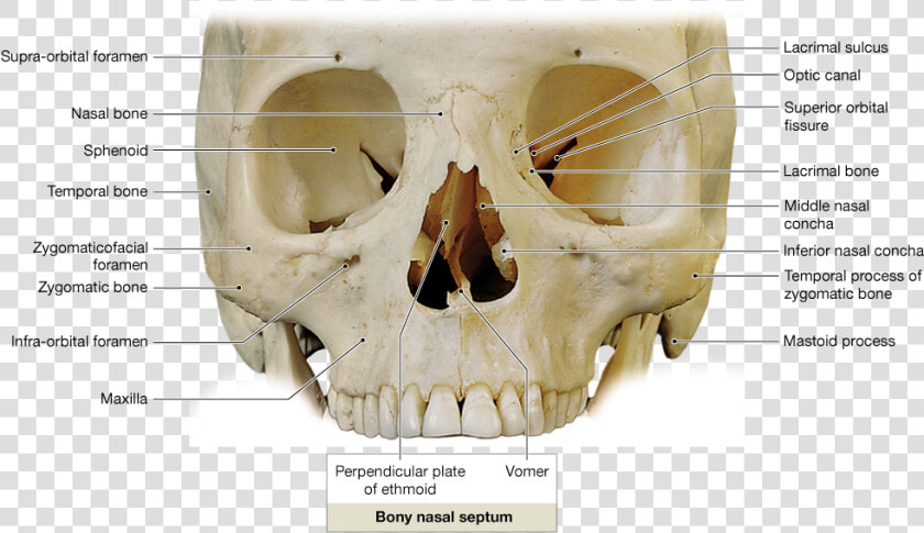 Orbits On The Skull  HD Png DownloadTransparent PNG