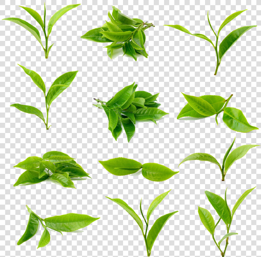 Tea Green Matcha Black Download Free Image Clipart   Green Tea Leaf Png  Transparent PngTransparent PNG