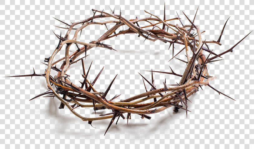 Stock Photography Crown Of Thorns Royalty free   Crown Of Thorns Png  Transparent PngTransparent PNG