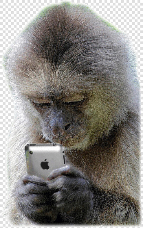 Monkey Texting  HD Png DownloadTransparent PNG