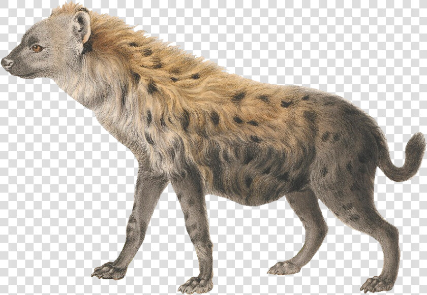 Hyena Png Photo   Hyena Png  Transparent PngTransparent PNG