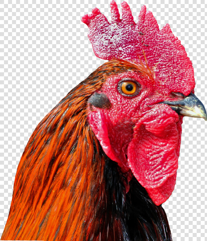 Background Wallpaper Cock Bird Poultry  HD Png DownloadTransparent PNG