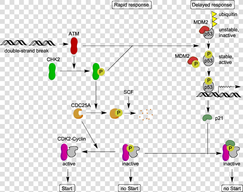 Atm Target Proteins   Atm P53  HD Png DownloadTransparent PNG