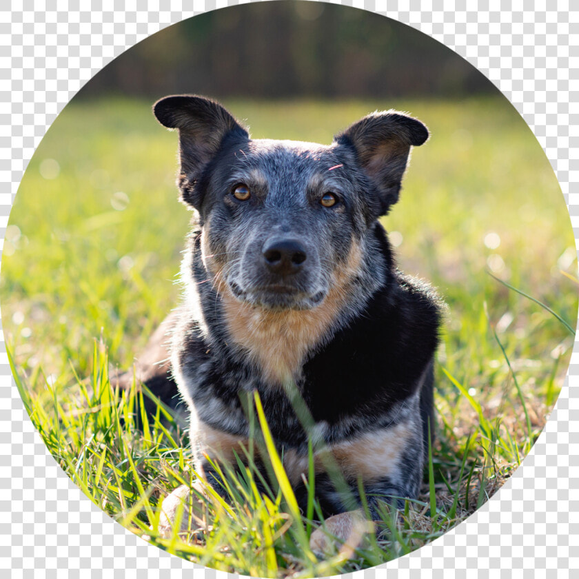 Transparent Dogs Playing Png   Australian Stumpy Tail Cattle Dog  Png DownloadTransparent PNG